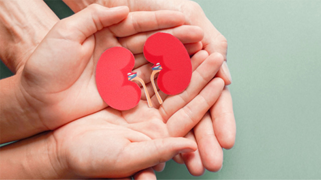 肝腎かなめの腎臓