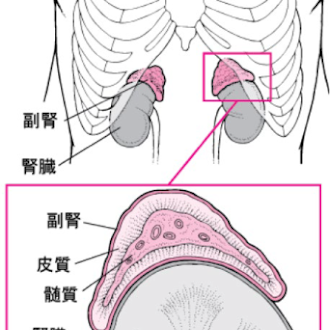 副腎の形と位置